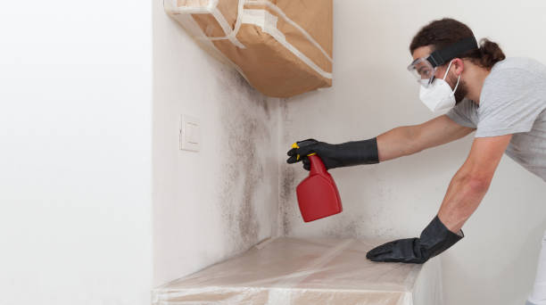 Professional Attic Mold Remediation technician working in Spangler, PA