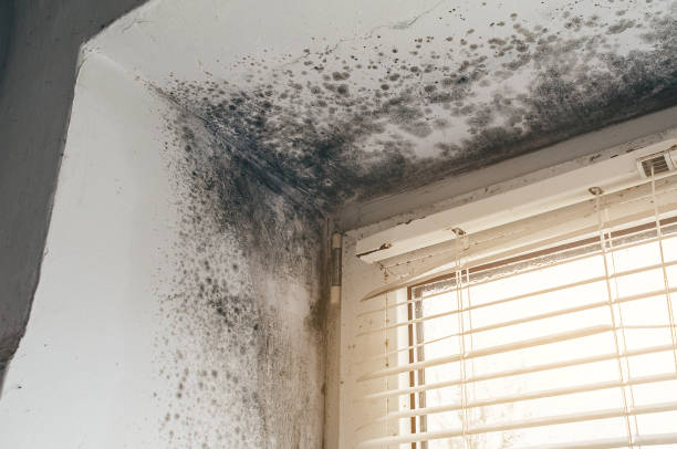 Affordable Attic Mold Remediation solutions in Spangler, PA